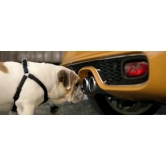 ���� Mini 33